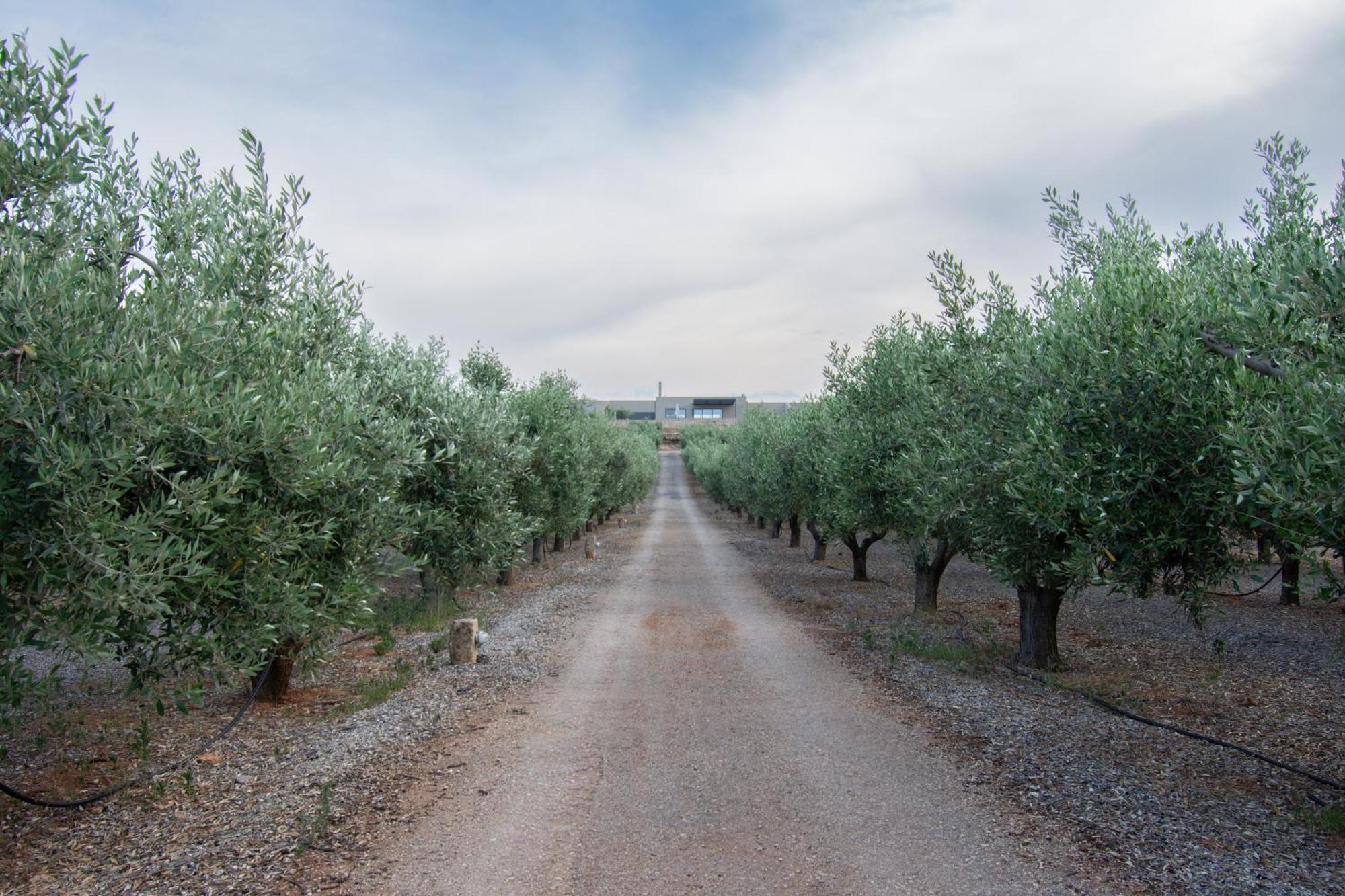 Ássos The Olive Hill 빌라 외부 사진